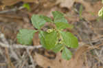 Atlantic poison oak